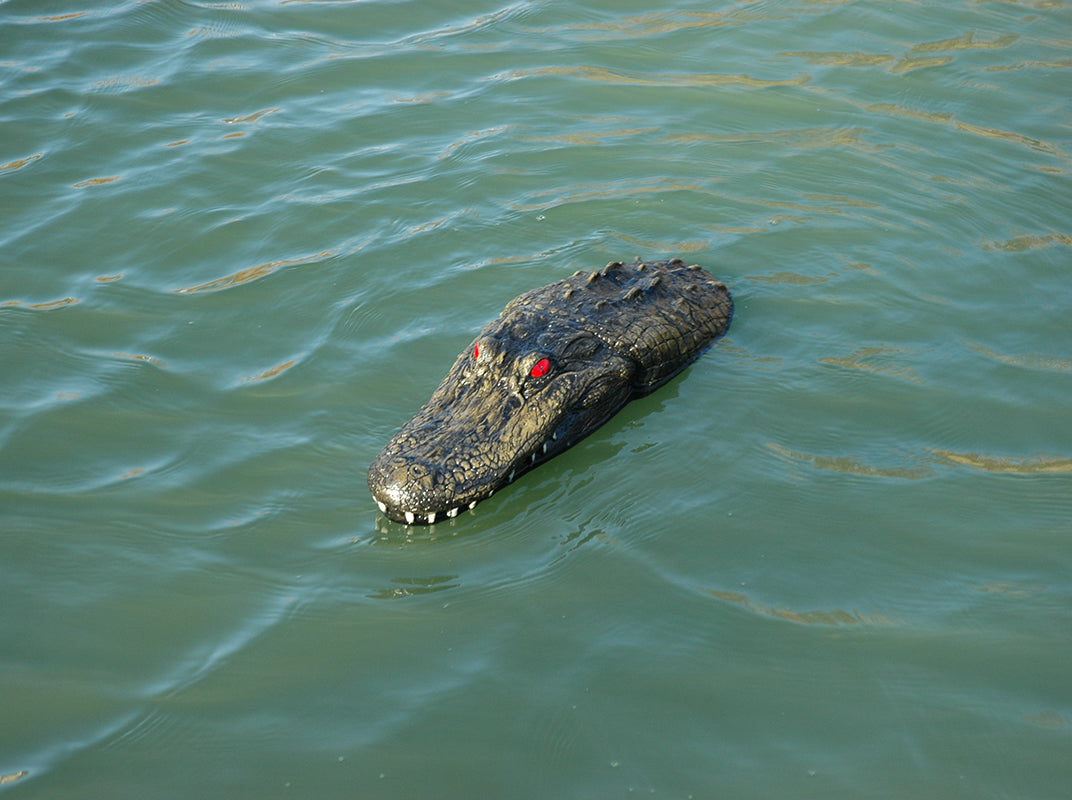 Floating Gator